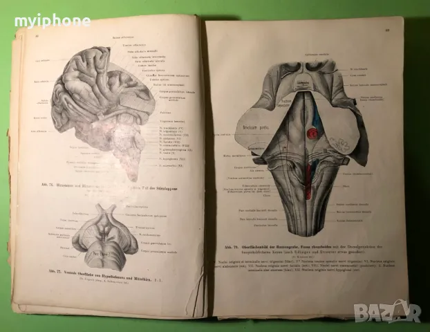 Стара Книга Анатомия ма Човека /Rauber Kopsch, снимка 2 - Специализирана литература - 49218517
