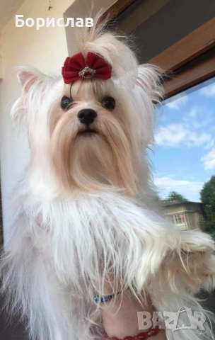 Куче за разплод, снимка 8 - Йоркширски териер - 53728506