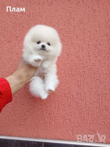 Бяло мини момиченце. Померан. Реални снимки!, снимка 4 - Померан - 54170036