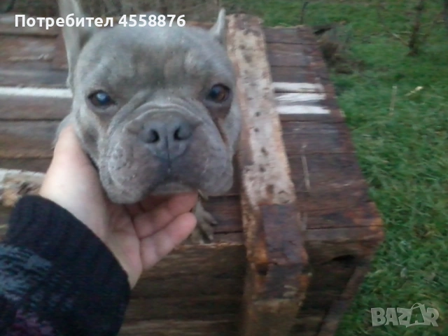 продавам френски булдог женски, снимка 5 - Френски булдог - 53394769