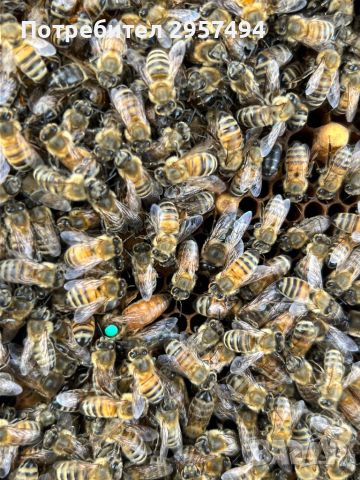 Пчелни майки 2024г, снимка 1 - Стоки за пчели - 45959591