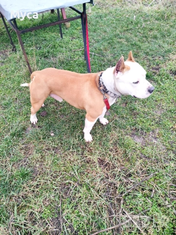 Мъжки амстаф , снимка 4 - Други животни - 54003720