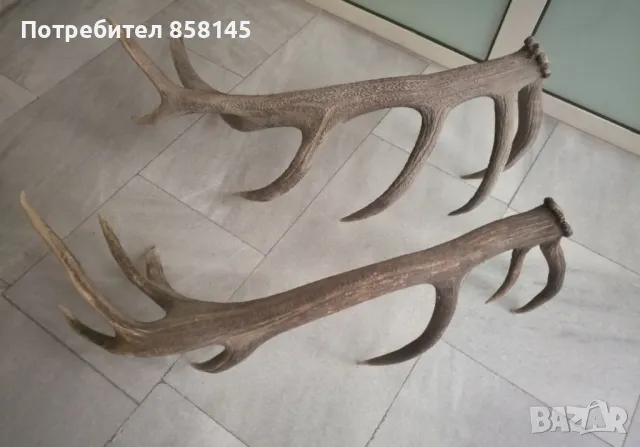 Рога от благороден елен, снимка 2 - Антикварни и старинни предмети - 50062175