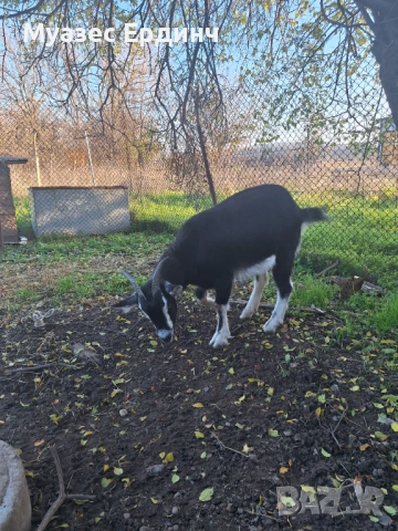 Продавам женско яре , порода бритиш алпин, снимка 3 - Кози - 53395101