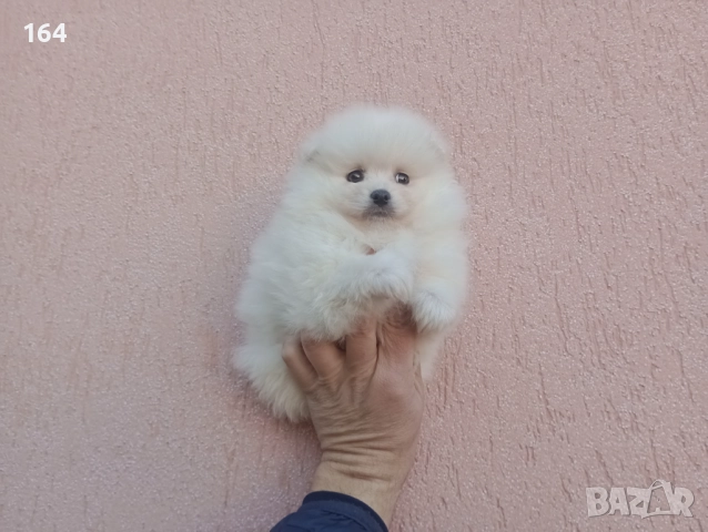 Мъжки Померан. Реални снимки от 26.12.25 г., снимка 4 - Померан - 52809054