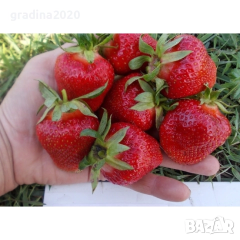 Ягода - Сорт Клери