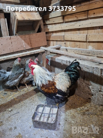 Катунски кокошки