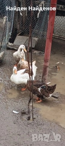 продава крякащи патки 3бр., снимка 2 - други­ - 54071337