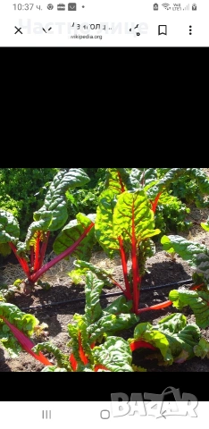 Разсад на Манголд