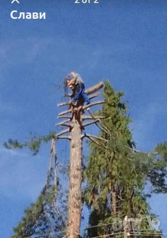 Рязане и кастрене на опасни дървета