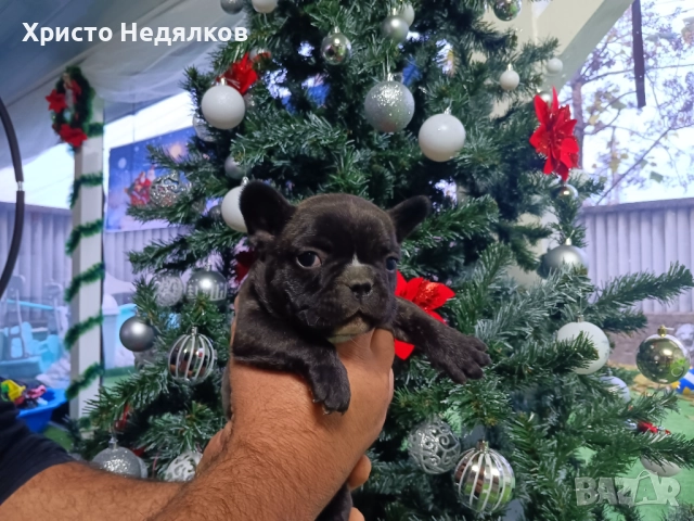 Френски булдог , снимка 5 - Френски булдог - 52641487