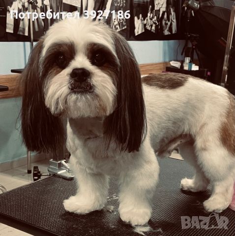 Dog Grooming фризьорски салон за кучета, снимка 10 - Фризьорски услуги - 45873183