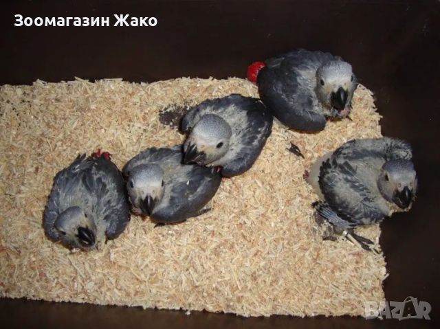 Папагали Кралско жако -ръчно хранени , снимка 5 - Папагали - 46329001
