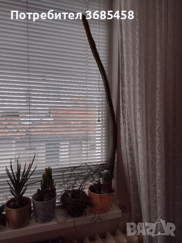  кактус 🌵120 см