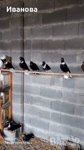 Гълъби декорация и д-р, снимка 14 - Гълъби - 52317736