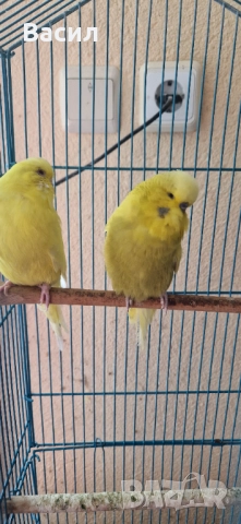 Изложбени вълнисти