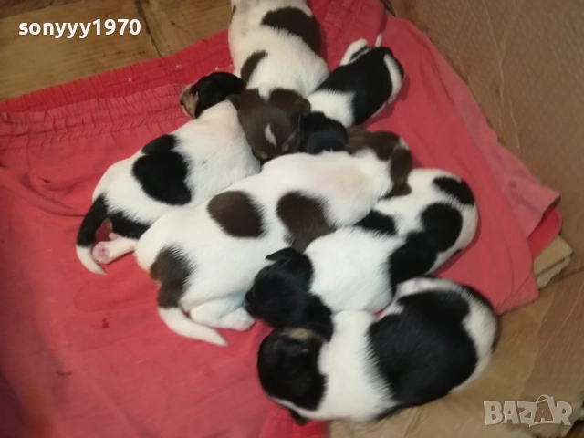 ДЖАК РЪСЕЛ-250ЛВ ЗА СЛАДКО КУТРЕ ПО ИЗБОР 2808251751, снимка 5 - Джак ръсел териер - 51525700