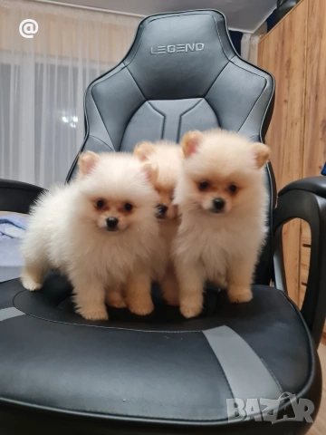 Померан померанчета Гр. София , снимка 2 - Померан - 53557308