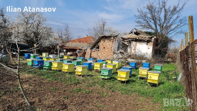 Натурален билков Мед - Липа, Полски билки и Мана

, снимка 2 - Пчелни продукти - 45638794
