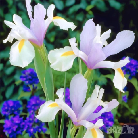 Ирис Carmen, снимка 6 - Градински цветя и растения - 51626116