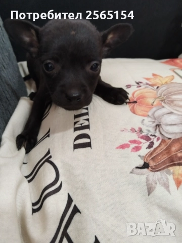 Пинчерчета момиченца, снимка 1