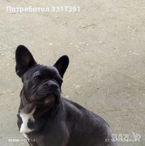 френски булдог момче и момиче