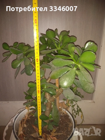 Дърво на живота /Красула овата/ , снимка 3 - Стайни растения - 53802298