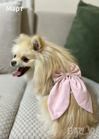 Рокля за куче с нагръдник и каишка Йорки Шпиц Померан Териер, снимка 11 - За кучета - 53233376