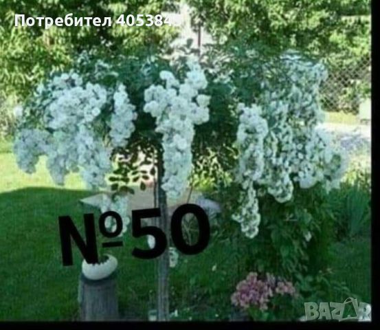 дърво роза щамбова роза цена 25 лв , снимка 4 - Градински цветя и растения - 45110849