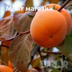 Райска ябълка фую, снимка 5 - Градински цветя и растения - 53631652