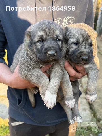 ТУРСКИ КАНГАЛ Доставка, снимка 4 - Кангал - 53765320