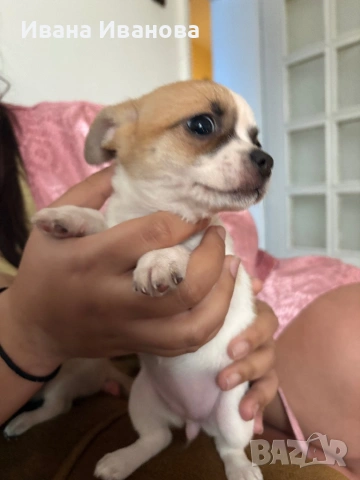 Продавам мини чиху-пинчери, снимка 3 - Пинчер - 53187417