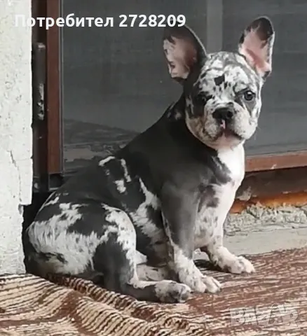 ТОП Френски булдог/French Bulldog , снимка 2 - Френски булдог - 45526347