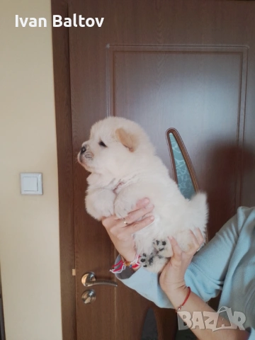 ЧАУ ЧАУ СЛАДУРИ