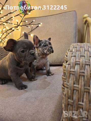 Продавам чистокръвни френски булдоци , снимка 4 - Френски булдог - 52619649