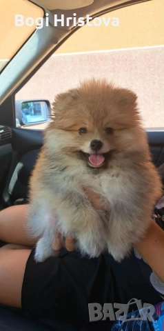 померан, снимка 1