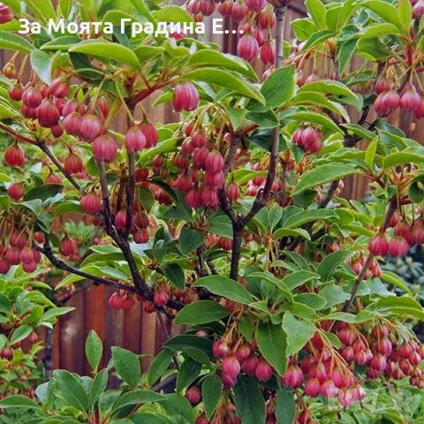 Енкиантус, снимка 2 - Градински цветя и растения - 49491493