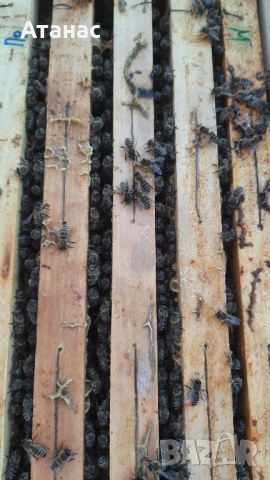 Продавам презимували пчелни семейства / отводки с миналогодишни майки, снимка 5 - Други животни - 44937029