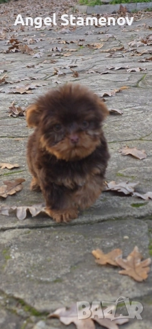 Йорки биро и шоко бивер супер мини размер момиченца!Доставка!, снимка 5 - Йоркширски териер - 52553248