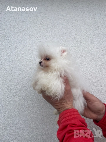 Померан Померанче, снимка 3 - Померан - 53090690