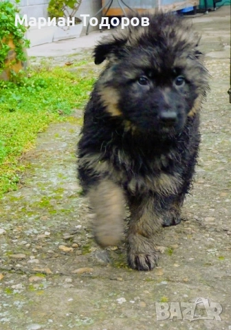 Елитни немски овчарки, снимка 10 - Немска овчарка - 52907166