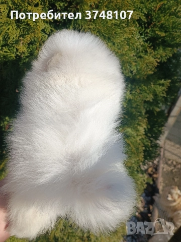 Померан/Померани, снимка 12 - Померан - 52920016