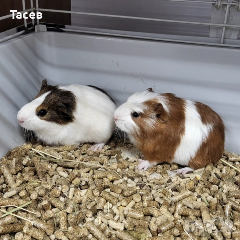 Морски свинчета