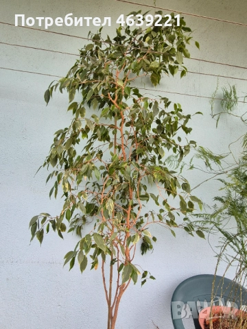 Бенджамин - 2 броя, снимка 5 - Стайни растения - 52259716