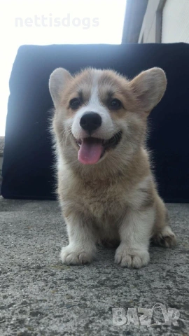 Кралска порода Уелско Корги Пембрук, снимка 11 - Други - 50062470