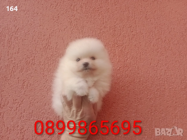 Померани. Момиче и момче. Реални снимки от 08.02.26 г.