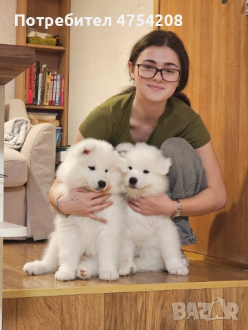 Продавам кученца Сибирски Самоед, снимка 2 - Самоед - 53697454