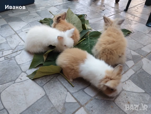 морски свинчета и мини зайчета., снимка 9 - Декоративни зайчета - 51290371