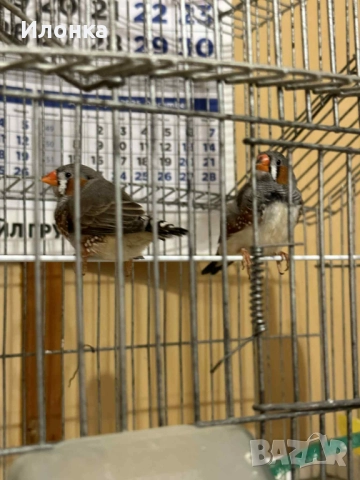 Зеброви амадини, снимка 2 - Амадини - 52465349