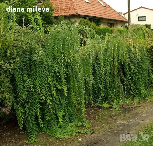 Плачеща върба, Salix Integra Pendula, снимка 2 - Градински цветя и растения - 50247216